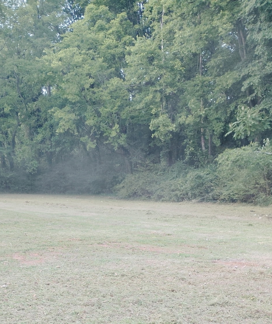 Mowed yard 